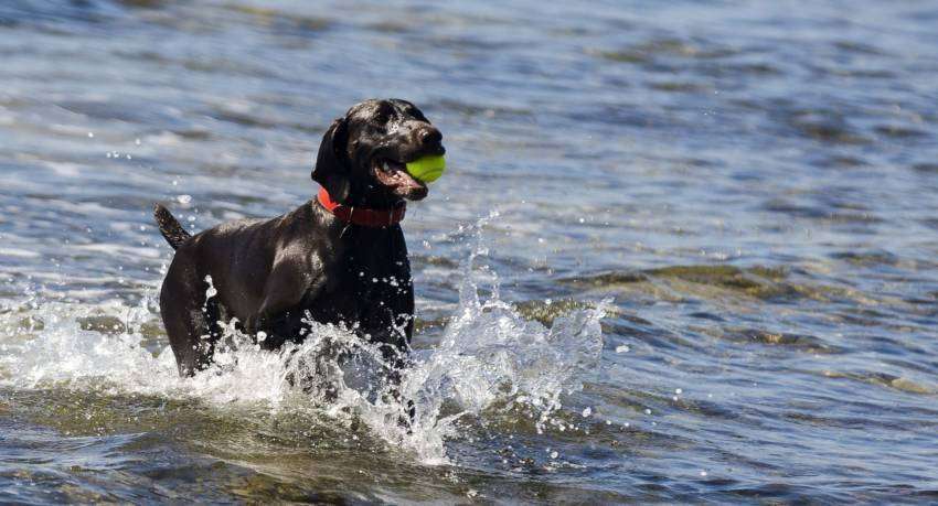 dog beaches in maremma